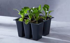 Lisianthus ABC Green 6 pack of plugs