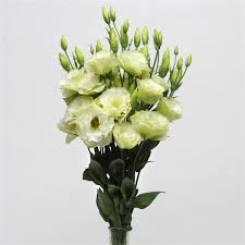 Lisianthus ABC Green 6 pack of plugs