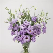 Lisianthus ABC Lavender 6 pack of plugs