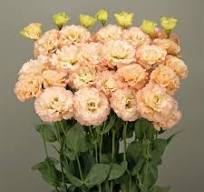 Lisianthus Celeb Apricot 6 pack of plugs