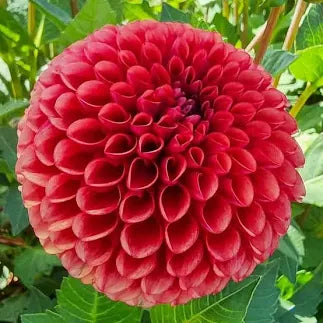 Copper Boy Dahlia Tuber