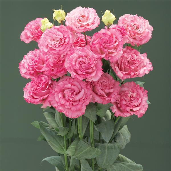 Lisianthus Corelli Sugoi Deep Pink 6 pack of plugs