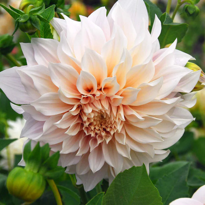 Cafe au Lait Dahlia tuber