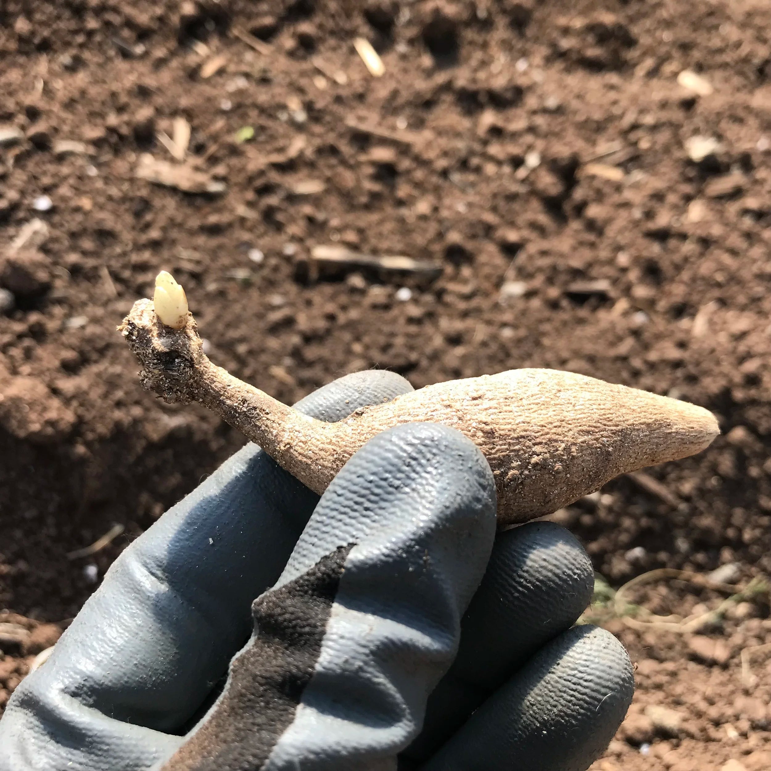 Copper Boy Dahlia Tuber